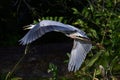 Great Blue Heron flying over a swamp. Royalty Free Stock Photo