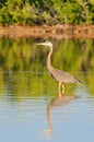 The great blue heron Ardea herodias is a large wading bird in the heron family, Rio Lagartos Natural Reserve, Mexico Royalty Free Stock Photo