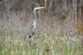 Great Blue Heron on Chase Prairie in Okefenokee National Wildlife Refuge, Georgia USA Royalty Free Stock Photo