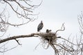 Baby Heron preening with mother in nest in a dead tree Royalty Free Stock Photo