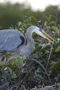 Great Blue Heron nest building in the Florida Everglades Royalty Free Stock Photo