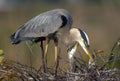 Great Blue Heron Ardea herodias on nest with chicks Royalty Free Stock Photo