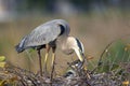 Great Blue Heron, Ardea herodias, on nest with chicks Royalty Free Stock Photo