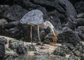 A great blue Heron Ardea herodias over volcanic rocks, in Galapagos Islands, Ecuador.