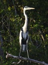 A great blue Heron Ardea herodias perched, over Piquiri river, Pantanal, Brazil