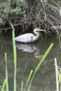 Great Blue Heron, Ardea herodias, Resting Reflection Royalty Free Stock Photo