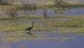 Great blue heron Ardea herodias searching for food in the early morning