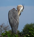 Great Blue Heron (Ardea herodias) Royalty Free Stock Photo