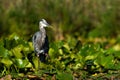 A great blue heron, Ardea herodias, slowly walks thru lily pads looking for a meal at Mill Pond near Plymouth, Indiana