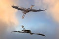 Great Blue Heron soaring over water reflection on calm beautiful morning in Maine Royalty Free Stock Photo