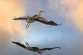 Great Blue Heron soaring over water reflection on calm beautiful morning in Maine Royalty Free Stock Photo