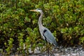 Great Blue Heron - Ardea herodias