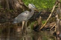 Great blue heron Ardea herodias spearing a fish Royalty Free Stock Photo