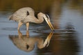 Great Blue Heron stalking a fish - Estero Island, Florida