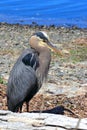 Great Blue Heron, Ardea herodias, at Esquimalt Lagoon, Victoria, Vancouver Island, British Columbia, Canada Royalty Free Stock Photo