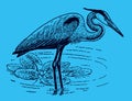 Great blue heron ardea herodias standing in a water body with water lilies on a blue background