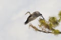 Great Blue Heron taking flight from a pine tree - Venice, Florid Royalty Free Stock Photo