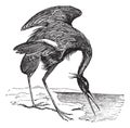 Great Blue Heron Ardea herodias vintage engraving Royalty Free Stock Photo