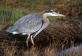 Great Blue Heron (Ardea herodias) watchful