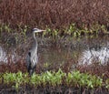 A great blue heron in Struve Slough