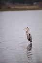 Great blue heron Ardea herodias in the wetland Royalty Free Stock Photo