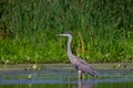 The great blue heron Ardea herodias Royalty Free Stock Photo