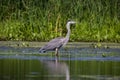 The great blue heron Ardea herodias Royalty Free Stock Photo