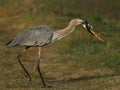 Great Blue Heron attempting to eat snake Royalty Free Stock Photo