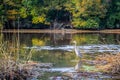 A Great Blue Heron in AveryIsland, Louisiana