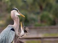 Great Blue Heron baby asks for snack Royalty Free Stock Photo