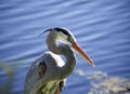 Great blue heron on a background of nature.Blue water background Royalty Free Stock Photo