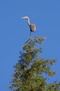 Great Blue Heron Balanced in the Sky