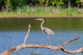 Great Blue Heron Balances on a Log