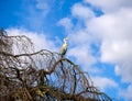 Great blue heron balances on top of tree branch in St. James park