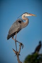 Great blue heron balances on top of tree branch at Venice Rookery.CR2