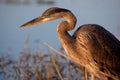 Great blue heron bathed in golden light