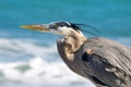 Great Blue Heron at the beach in Florida waiting for food Royalty Free Stock Photo