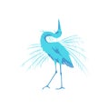 Great blue heron beautiful bird Royalty Free Stock Photo
