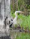 Great Blue Heron stands behind dead swamp tree