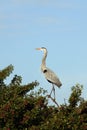 Great Blue Heron bird