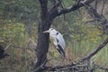 Great blue heron bird