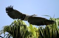 Great blue heron bird Royalty Free Stock Photo