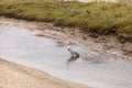 Great blue heron bird, Ardea herodias Royalty Free Stock Photo