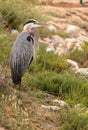 Great blue heron bird, Ardea herodias Royalty Free Stock Photo