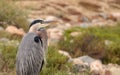 Great blue heron bird, Ardea herodias Royalty Free Stock Photo