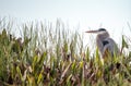 Great blue heron bird, Ardea herodias Royalty Free Stock Photo