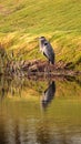 Great blue heron bird, Ardea herodias Royalty Free Stock Photo