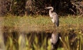 Great blue heron bird, Ardea herodias, in the wild Royalty Free Stock Photo