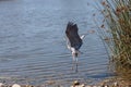 Great blue heron bird, Ardea herodias Royalty Free Stock Photo