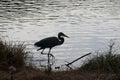 Great blue heron bird in autumn state park Royalty Free Stock Photo